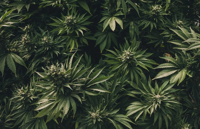 House Jane CBD & Cannabis store - Cannabis